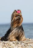 YORKSHIRE TERRIER 282
